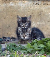 /album/animaux/mg-7691-modifie-1-copie-jpg/